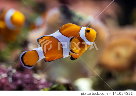 Colorful clownfish swim gracefully in the aquarium. Colorful clownfish swim gracefully in the aquarium. 141034531