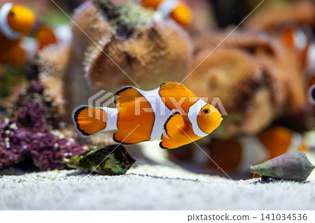 Colorful clownfish swim gracefully in the aquarium. Colorful clownfish swim gracefully in the aquarium. 141034536