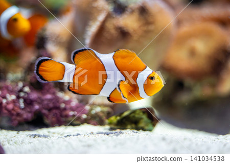 色彩繽紛的小丑魚在水族箱中優雅地遊動。 色彩繽紛的小丑魚在水族箱中優雅地遊動。 141034538