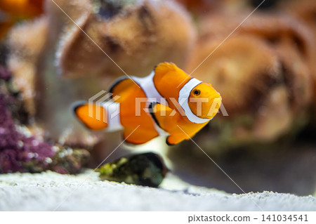 色彩繽紛的小丑魚在水族箱中優雅地遊動。 色彩繽紛的小丑魚在水族箱中優雅地遊動。 141034541