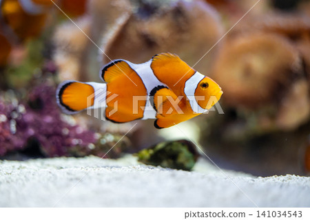 Colorful clownfish swim gracefully in the aquarium. Colorful clownfish swim gracefully in the aquarium. 141034543