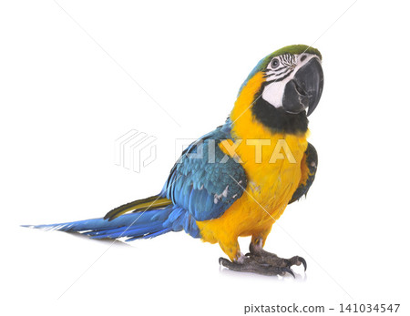 Blue-and-yellow macaw in studio Blue-and-yellow macaw in studio 141034547