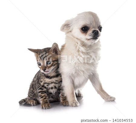 bengal kitten and puppy chihuahua bengal kitten and puppy chihuahua 141034553