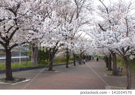 At Akabane Green Road Park in spring (Kita Ward, Tokyo) At Akabane Green Road Park in spring (Kita Ward, Tokyo) 141034570