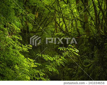 lush forest thicket with a predominance of bright green shades. Trees and rocky formations in Georgia. 141034658
