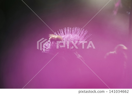 Macro view of a bee collecting nectar on a thistle flower. Macro view of a bee collecting nectar on a thistle flower. 141034662