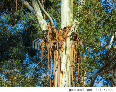 Fallen tree bark lodged in branches on a tall tree in the Blue Mountains Fallen tree bark lodged in branches on a tall tree in the Blue Mountains 141034800