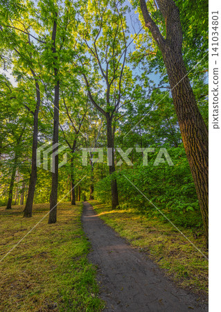 Vibrant green forest glowing in golden hour light. Earthy trail leading deep into summer woodland. Serene woodland scene for meditation nature backdrop design Vibrant green forest glowing in golden hour light. Earthy trail leading deep into summer woodland. Serene woodland scene for meditation nature backdrop design 141034801
