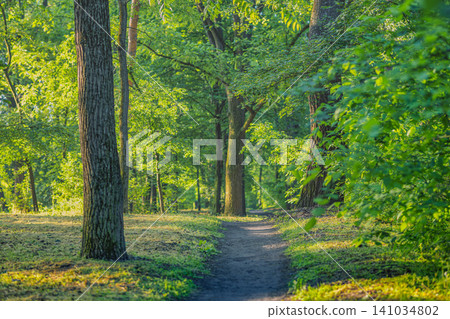 Enchanting woodland pathway dappled with warm sunlight. Green summer forest opening to a sunlit clearing. Peaceful trail for hiking wellbeing nature background design 141034802