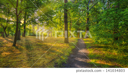 Tall trees lining a peaceful green forest trail panorama. Warm sunbeams breaking through the summer canopy. Tranquil woodland walk for nature wellbeing wall art background 141034803