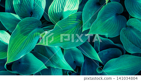 Lush teal hosta leaves layered in natural pattern. Bold veined foliage forming an organic green design. Striking botanical texture for wall art background design Lush teal hosta leaves layered in natural pattern. Bold veined foliage forming an organic green design. Striking botanical texture for wall art background design 141034804