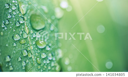 Fresh green leaf jewelled with sparkling water droplets. Vivid foliage detail glistening after morning rain. Pure macro texture for ecology wellbeing backdrop design Fresh green leaf jewelled with sparkling water droplets. Vivid foliage detail glistening after morning rain. Pure macro texture for ecology wellbeing backdrop design 141034805