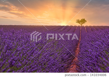 Lone tree glowing at golden lavender sunset. Endless purple rows sweeping toward the horizon. Fragrant Provence field for wall art background design Lone tree glowing at golden lavender sunset. Endless purple rows sweeping toward the horizon. Fragrant Provence field for wall art background design 141034806