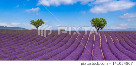 Twin trees rising from vivid lavender rows. Bright blue sky over blooming Provence countryside. Picturesque purple field for nature wall art background Twin trees rising from vivid lavender rows. Bright blue sky over blooming Provence countryside. Picturesque purple field for nature wall art background 141034807