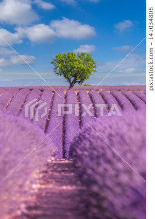 Vertical lavender rows leading to a lone tree. Vivid purple field beneath a clear summer sky. Fragrant Provence countryside for wall art background design Vertical lavender rows leading to a lone tree. Vivid purple field beneath a clear summer sky. Fragrant Provence countryside for wall art background design 141034808