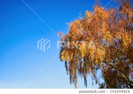 Sliver Beach Tree Autumn Colors Sliver Beach Tree Autumn Colors 141034928