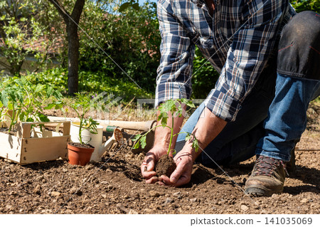 Planting tomato seedlings in the ground by hand. Agriculture. Planting tomato seedlings in the ground by hand. Agriculture. 141035069