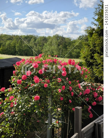 A huge, blooming pink climbing rose bush in the garden of a country house. A huge, blooming pink climbing rose bush in the garden of a country house. 141035631