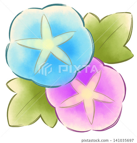 Morning glory illustration Morning glory illustration 141035697
