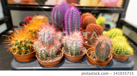 Collection of colorful miniature cacti in small pots with brightly dyed spines arranged in rows on a display shelf. Vibrant rainbow cactus assortment Collection of colorful miniature cacti in small pots with brightly dyed spines arranged in rows on a display shelf. Vibrant rainbow cactus assortment 141035715
