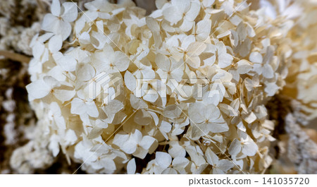 Hydrangea arborescens Candybelle Lollypop Bubblegum flowers in dry view Hydrangea arborescens Candybelle Lollypop Bubblegum flowers in dry view 141035720