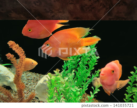 Orange parrot fish in the aquarium. Red Parrot Cichlid. Aquarium fish. Orange parrot fish in the aquarium. Red Parrot Cichlid. Aquarium fish. 141035721