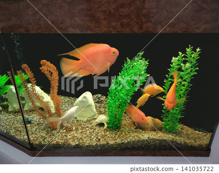 Orange parrot fish in the aquarium. Red Parrot Cichlid. Aquarium fish. Orange parrot fish in the aquarium. Red Parrot Cichlid. Aquarium fish. 141035722