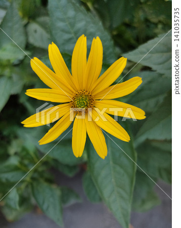 Heliopsis helianthoides. Tuscan Sun False Sunflower. Close up 141035735