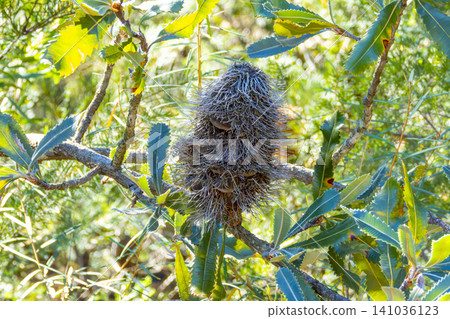 A dead Banksia flower hanging in a tree in a forest in the Blue Mountains A dead Banksia flower hanging in a tree in a forest in the Blue Mountains 141036123