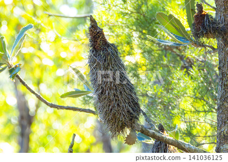 A dead Banksia flower hanging in a tree in a forest in the Blue Mountains A dead Banksia flower hanging in a tree in a forest in the Blue Mountains 141036125