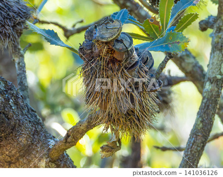 A dead Banksia flower hanging in a tree in a forest in the Blue Mountains A dead Banksia flower hanging in a tree in a forest in the Blue Mountains 141036126