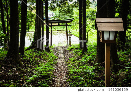 從神聖樹林的黑暗中可以看到白山神社的鳥居和明亮的稻田。 從神聖樹林的黑暗中可以看到白山神社的鳥居和明亮的稻田。 141036169