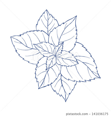 Mint Leaf Hand Drawn. Peppermint Sprig Botanical Sketch. Blue Line Art. Fresh Basil or Menthol Herb. Isolated Vector Illustration. Mint Leaf Hand Drawn. Peppermint Sprig Botanical Sketch. Blue Line Art. Fresh Basil or Menthol Herb. Isolated Vector Illustration. 141036175