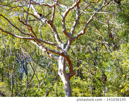 A Gum Tree with no leaves in a forest in the Blue Mountains A Gum Tree with no leaves in a forest in the Blue Mountains 141036195