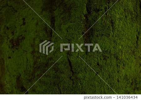 一棵完全被苔蘚覆蓋的樹 一棵完全被苔蘚覆蓋的樹 141036434