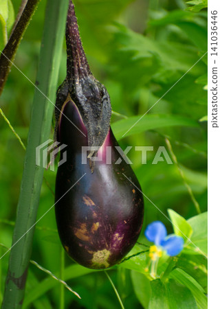 Eggplants that are almost ready for harvest 02 Eggplants that are almost ready for harvest 02 141036446