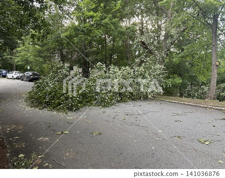 Trees toppled by strong winds block roads in residential areas, causing traffic disruptions due to the disaster. 141036876