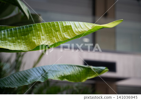 Large tropical foliage with banana leaves in a modern indoor office space. Biophilic design, lush greenery, and botanical background for sustainable decor Large tropical foliage with banana leaves in a modern indoor office space. Biophilic design, lush greenery, and botanical background for sustainable decor 141036945