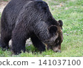 bear searching for food 141037100