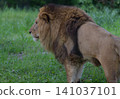 Lion looking into the distance 141037101