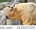 A majestic golden turkey 141037103