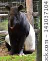 A Malayan tapir sitting down 141037104
