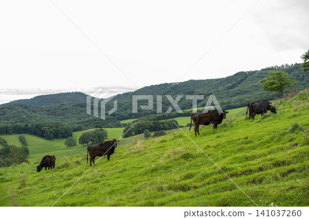 A herd of black cattle grazing on green hillsides, an idyllic agricultural scene. A herd of black cattle grazing on green hillsides, an idyllic agricultural scene. 141037260