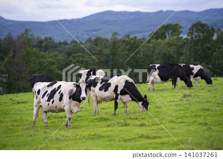 A dairy farming scene with Holstein cows grazing in green pastures, against a backdrop of mountains. A dairy farming scene with Holstein cows grazing in green pastures, against a backdrop of mountains. 141037261