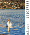 White mute swan 141037333