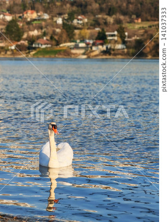 White mute swan White mute swan 141037333