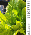 Close-up of Fresh green lettuce leaves 141037334