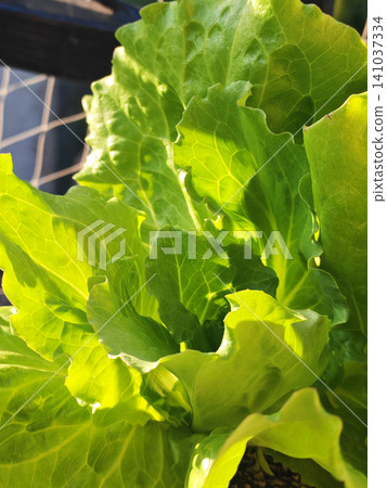 Close-up of Fresh green lettuce leaves 141037334