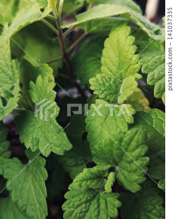 Close-up of Fresh catnip leaves Close-up of Fresh catnip leaves 141037335