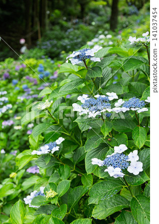 Onoike Hydrangea Park, Lacecap Hydrangea, Shibukawa City, Gunma Prefecture Onoike Hydrangea Park, Lacecap Hydrangea, Shibukawa City, Gunma Prefecture 141037454